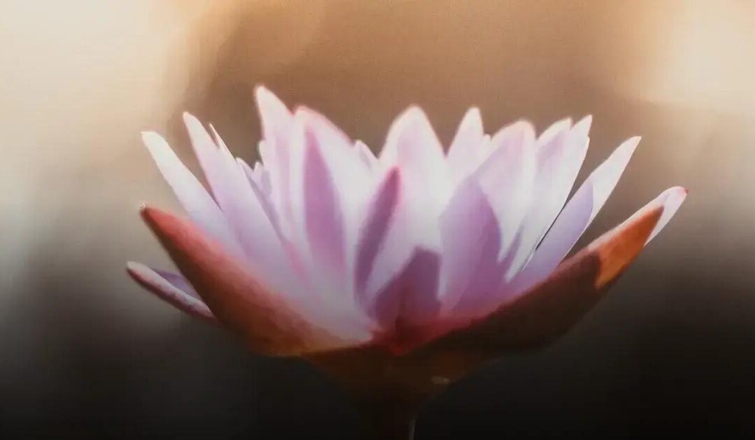 Meditação e Terapia Floral: Equilibrando Emoções com Essências Florais – Descubra o poder das flores para o bem-estar