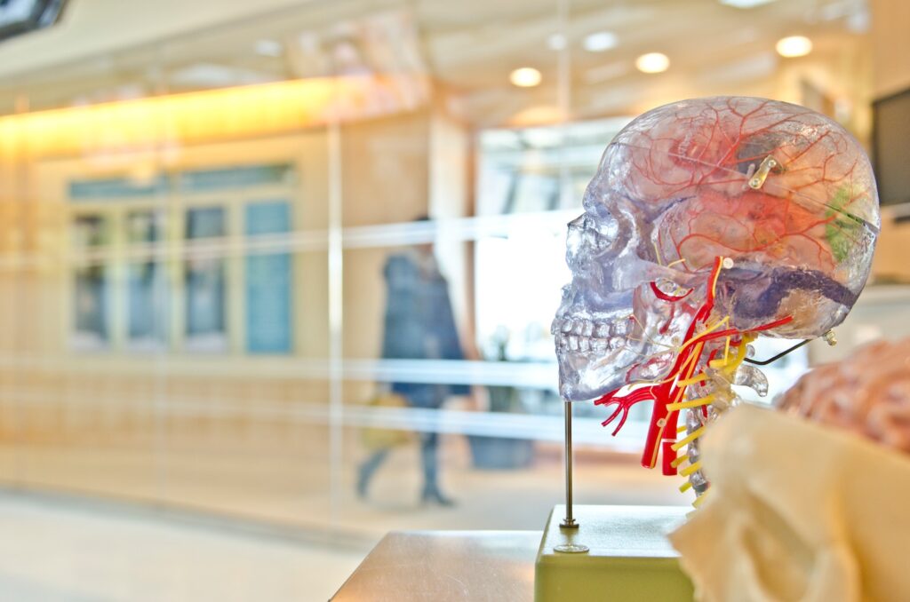 selective focus phot of artificial human skull