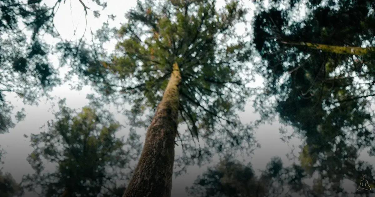 Técnicas de Meditação para Cultivar a Lucidez