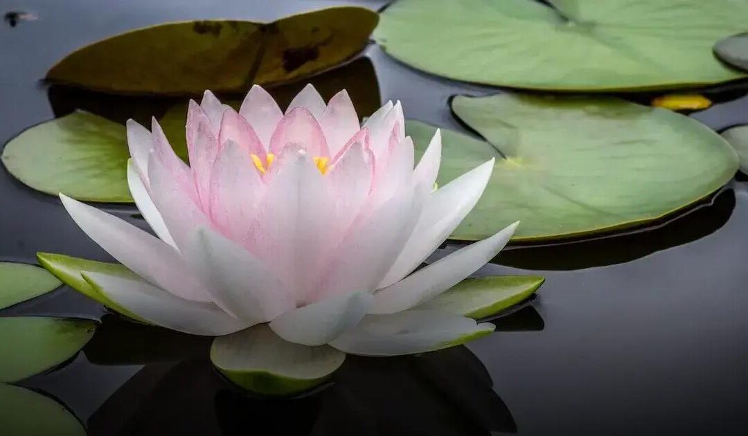 Meditação e Terapia Floral: A Influência das Flores na Harmonia Interior – Descubra os Benefícios Ocultos