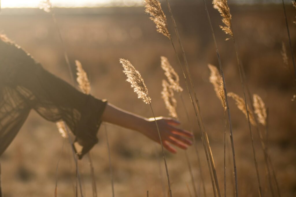 person holding tall grass during sunset